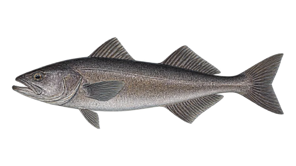 Ilustración científica de Bacalao negro