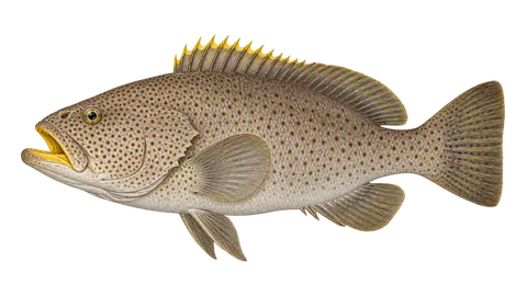 Ilustración de Cuna amarilla
