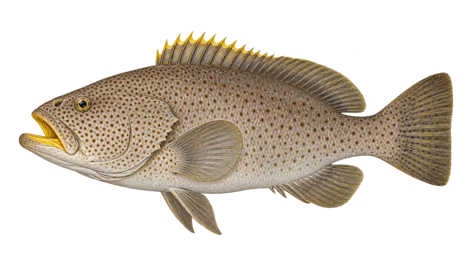 Scientific illustration of Yellowmouth grouper