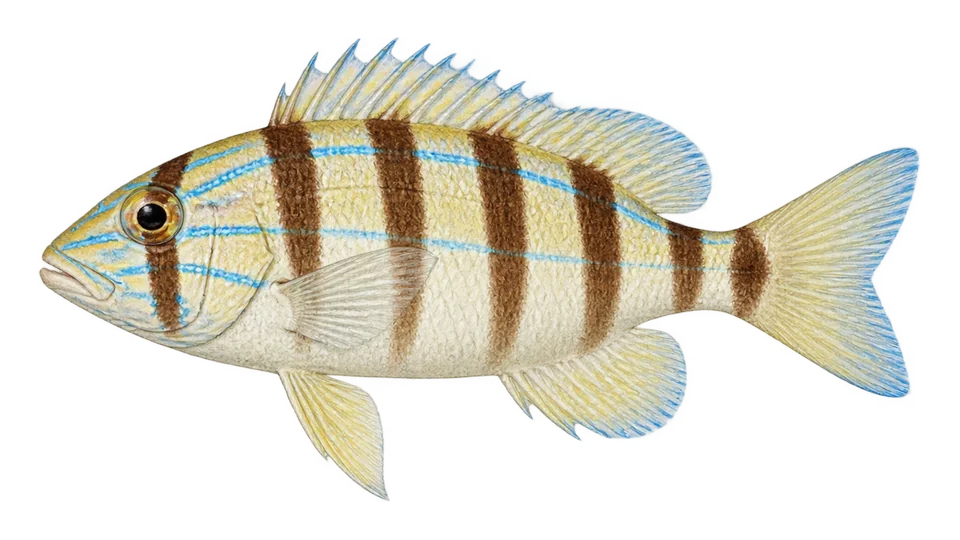 Scientific illustration of Barred hamlet