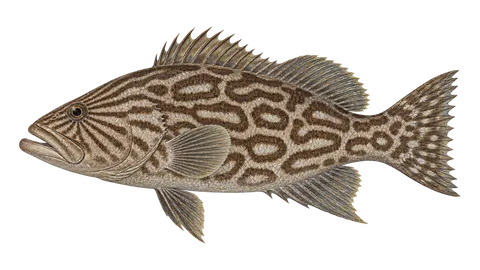 Ilustración de Cherna