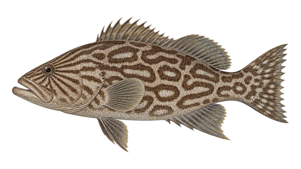 Scientific illustration of Broomtail grouper