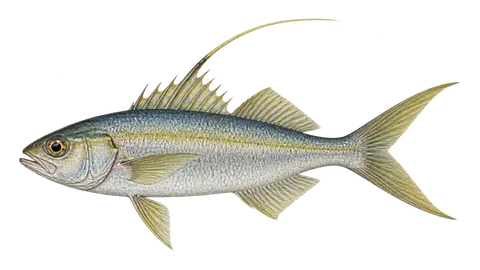 Illustration of Splittail bass