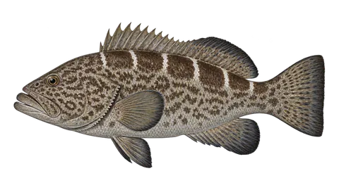 Ilustración de Aguají