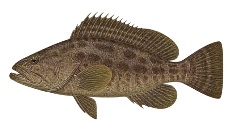 Illustration of Sailfin grouper