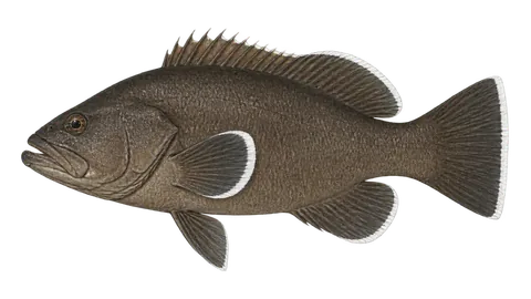 Illustration of Gulf grouper