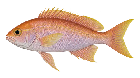 Ilustración de Cabrilla doncella