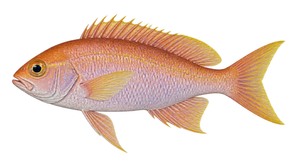 Scientific illustration of Damsel bass