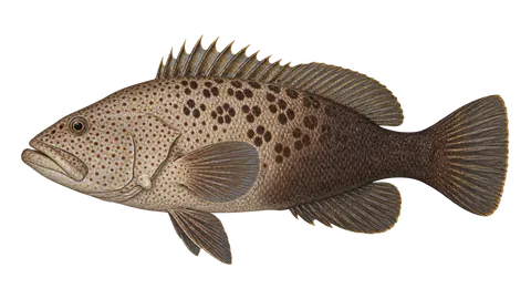 Illustration of Scamp