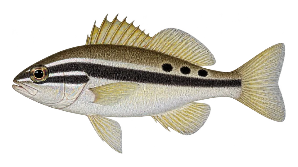 Scientific illustration of Striped hamlet