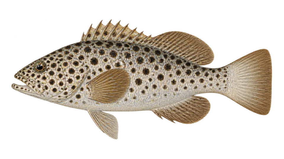 Scientific illustration of Spotted soapfish