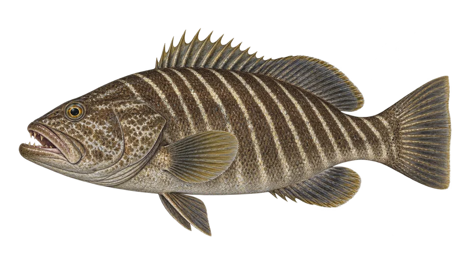 Scientific illustration of Tiger grouper