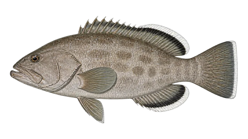 Scientific illustration of Venezuelan grouper