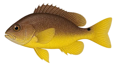Illustration of Yellowbelly hamlet