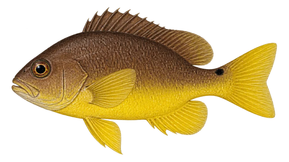 Scientific illustration of Yellowbelly hamlet
