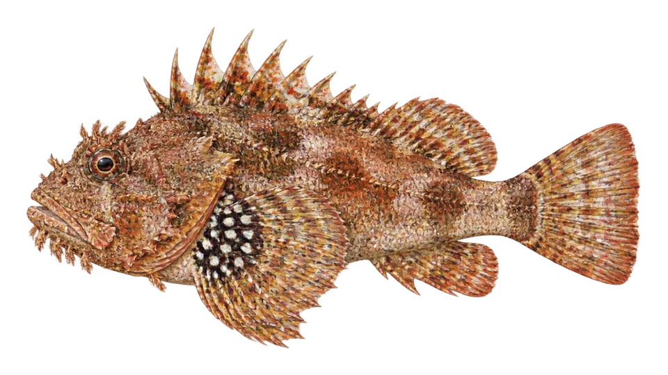 Scientific illustration of Spotted scorpionfish
