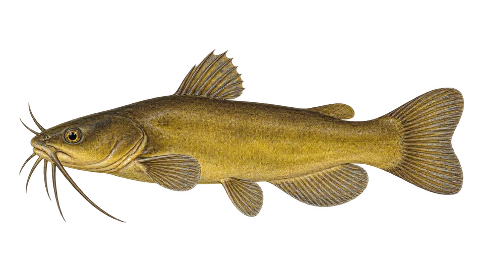 Scientific illustration of Yellow bullhead