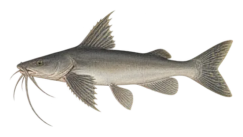 Illustration of Bagre-arenoso