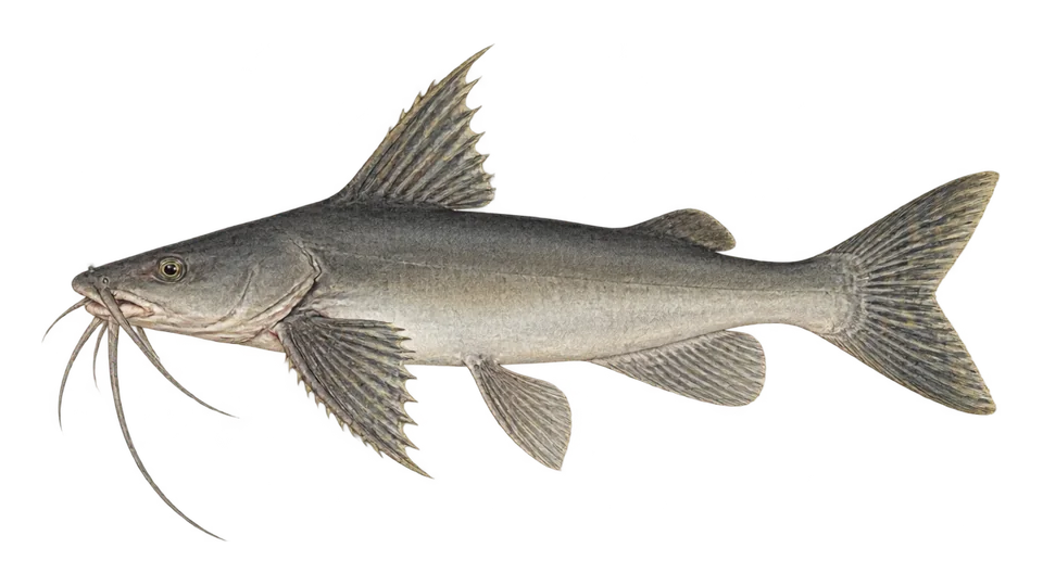 Scientific illustration of Bagre-arenoso