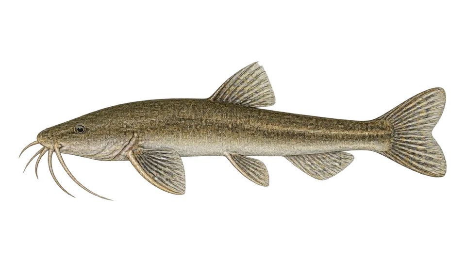 Scientific illustration of Otuno