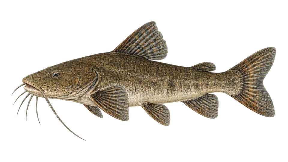 Scientific illustration of Bagre-barbudo-amazônico