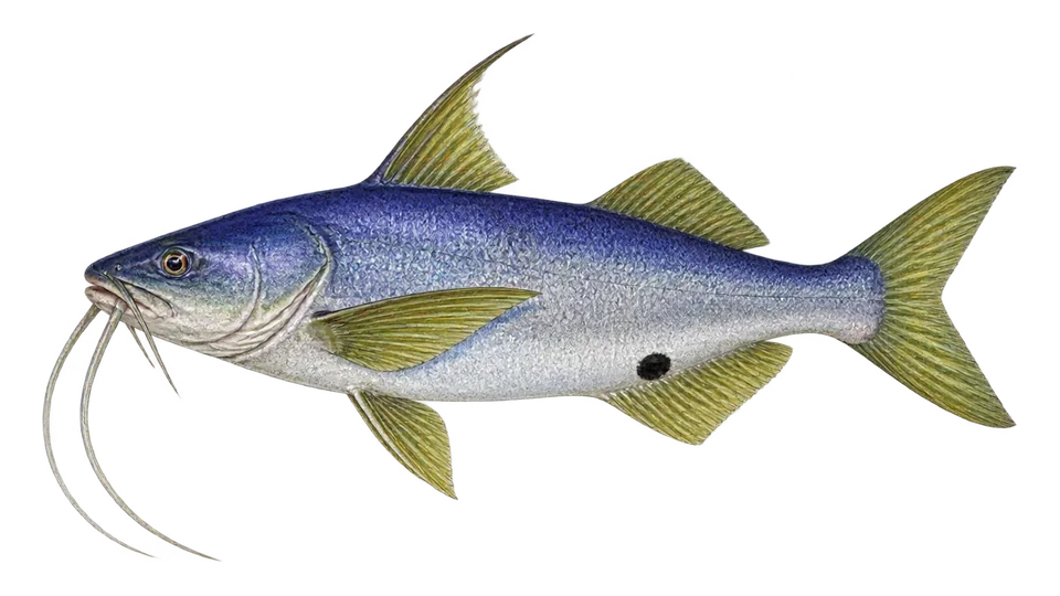 Scientific illustration of Red sea catfish