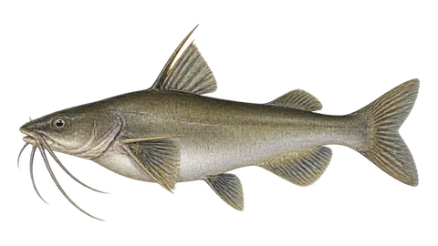 Illustration of Bigbelly sea catfish