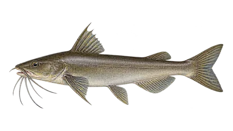 Illustration of Besudo sea catfish