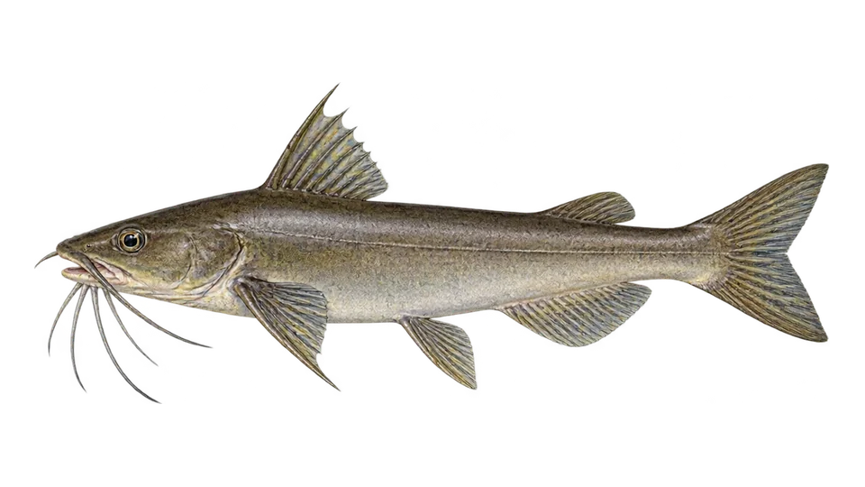 Scientific illustration of Besudo sea catfish
