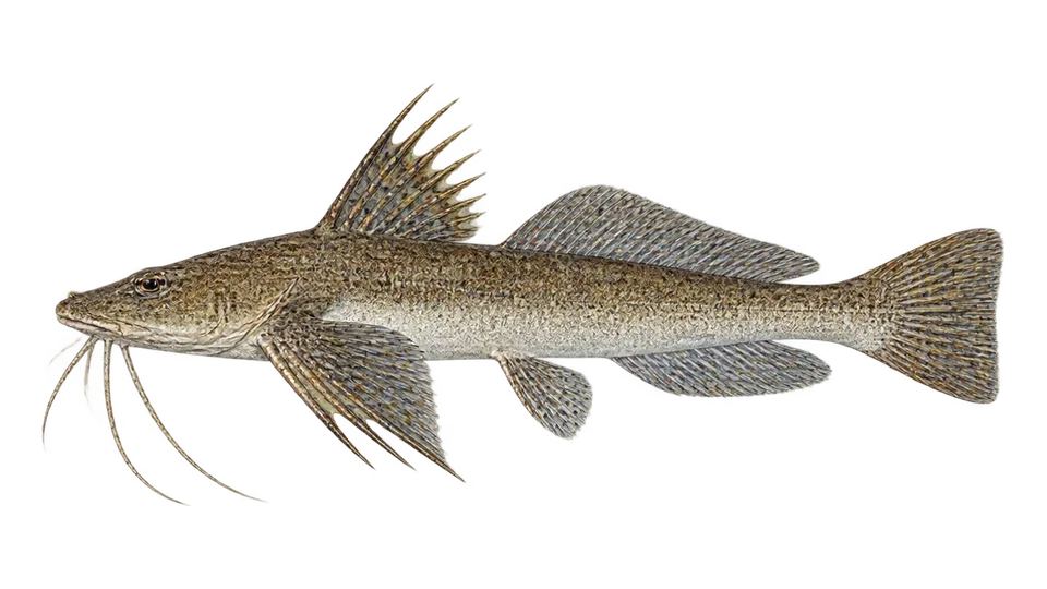 Scientific illustration of Flathead sea catfish