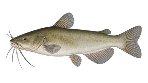 Illustration of White catfish