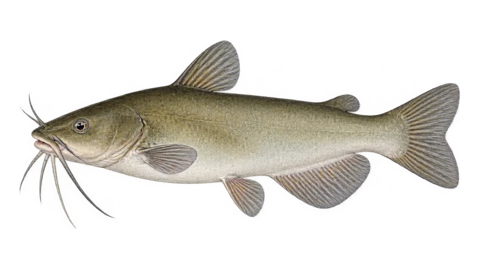 Scientific illustration of White catfish