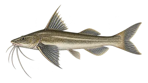 Ilustración de Bagre cajeta