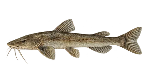Illustration of Tollo