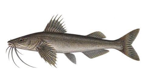 Ilustración de Cuminata chomba
