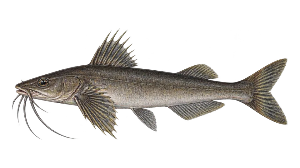 Scientific illustration of Chomba sea catfish