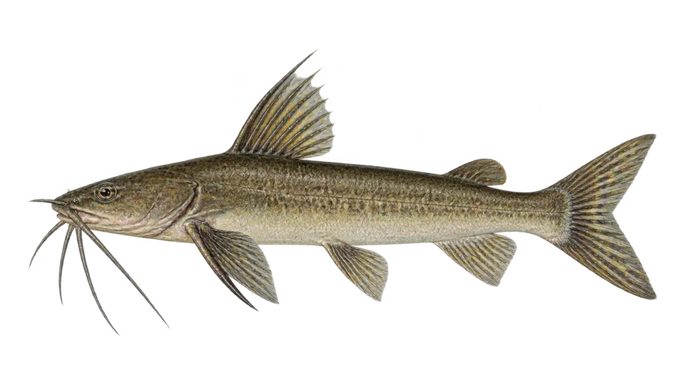 Scientific illustration of Bagre-colombiano