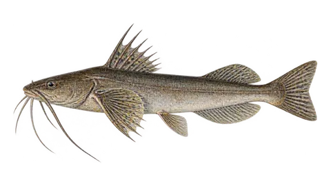 Illustration of Cominate sea catfish
