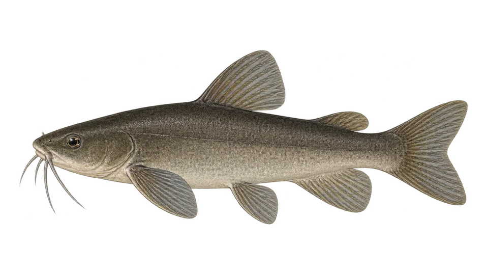 Scientific illustration of Bagre-coriáceo