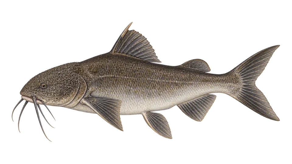 Scientific illustration of Couma sea catfish
