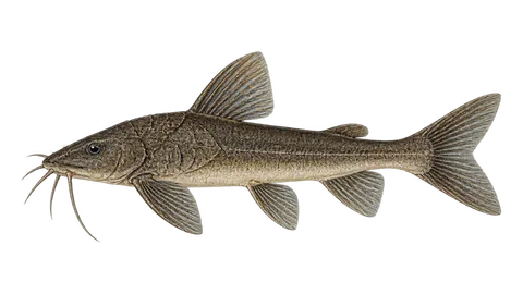 Illustration of Midnight catfish