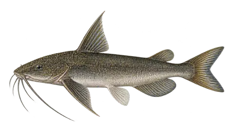 Illustration of Belize sea catfish