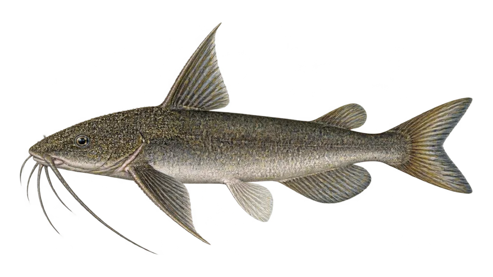 Scientific illustration of Belize sea catfish