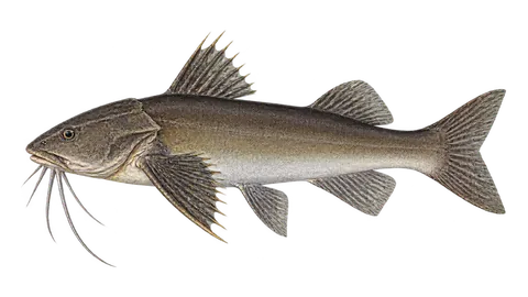 Illustration of Hardhead sea catfish