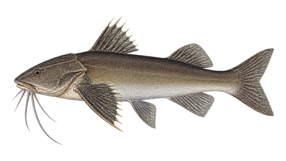 Ilustración científica de Bagre boca chica
