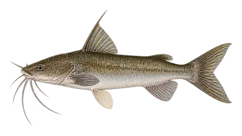 Illustration of Bagre-de-Higuchi