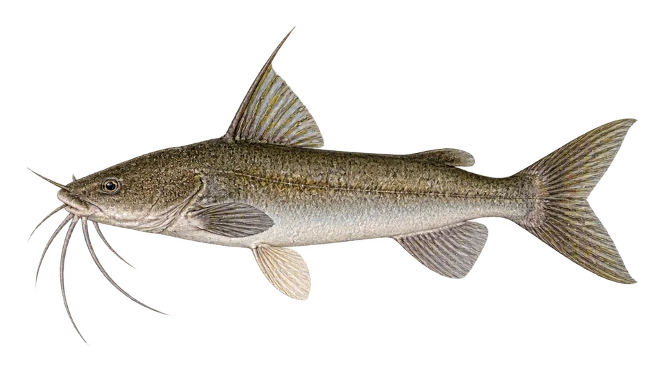 Scientific illustration of Bagre-de-Higuchi