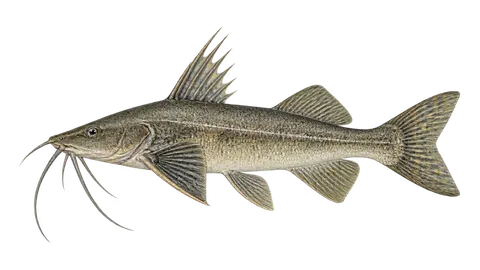 Illustration of Bagre-de-Maracaibo