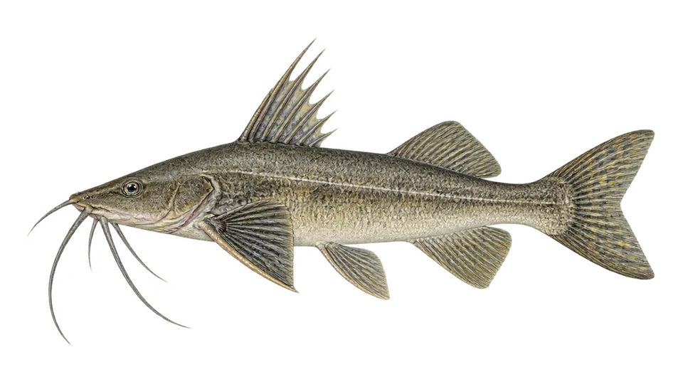 Scientific illustration of Bagre-de-Maracaibo