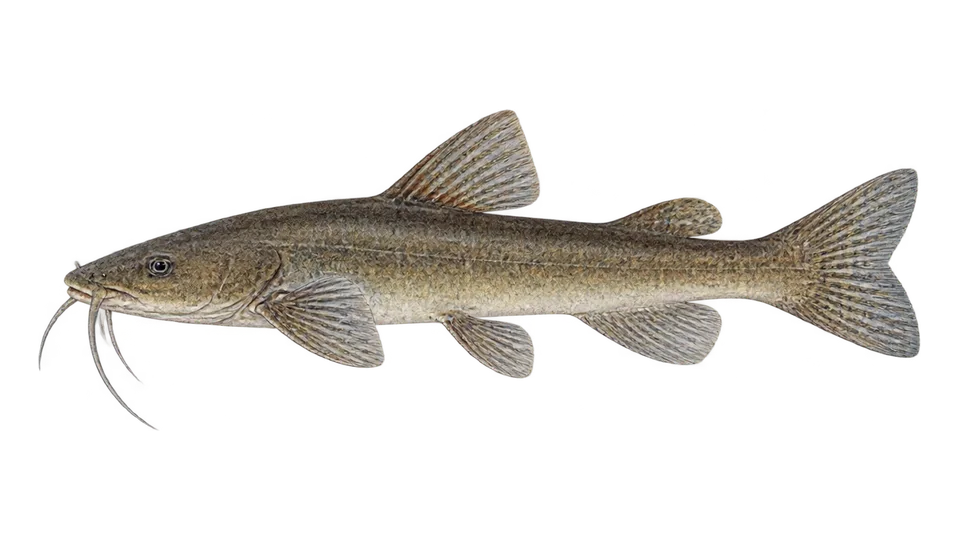 Scientific illustration of Bagre-de-Valdivia